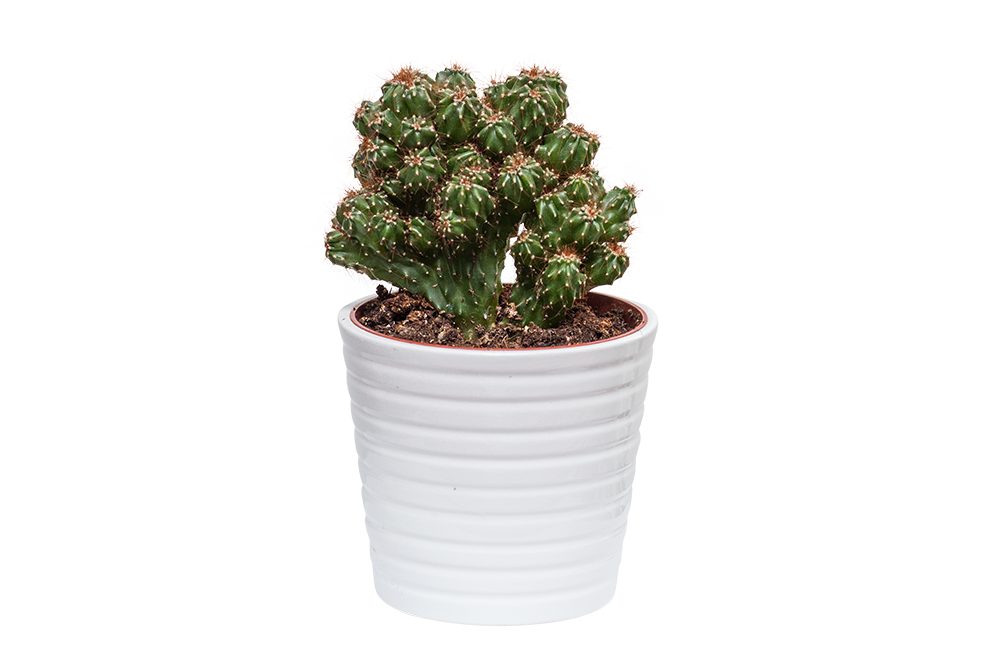 bilder freistellen fuer market places