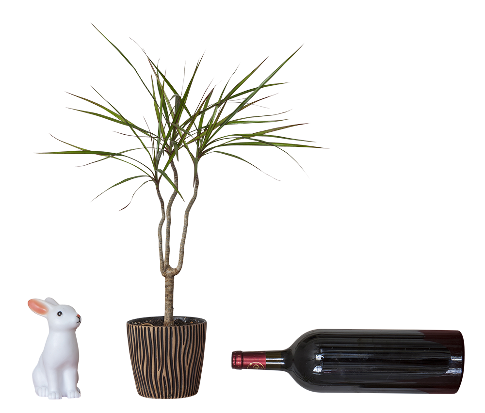 Freistellen von verschiedenen Objekten